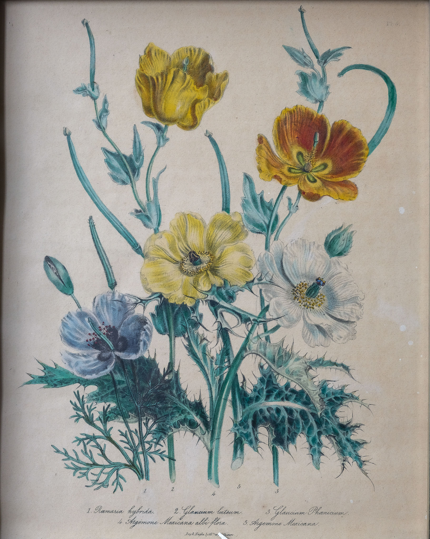 Poppies and Anemones - Jane Webb Loudon