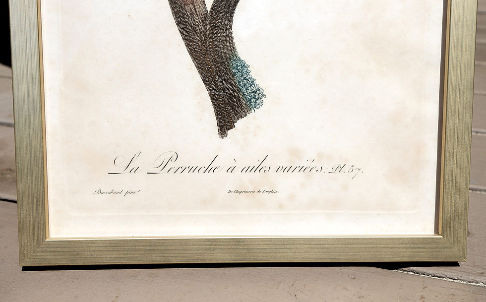 Thumbnail: La Perruche a Ailes Variees Pt. 57 - Jacques Barraband