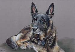 Schäferhund