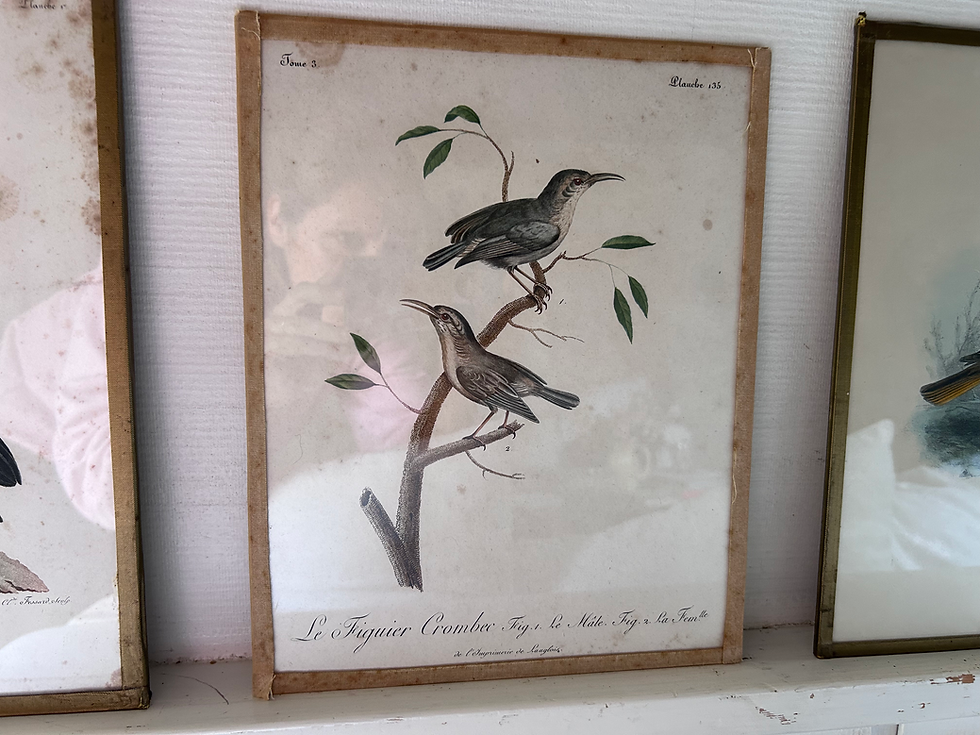 Miniatura: Gravures ornithologiques anciennes sous verre