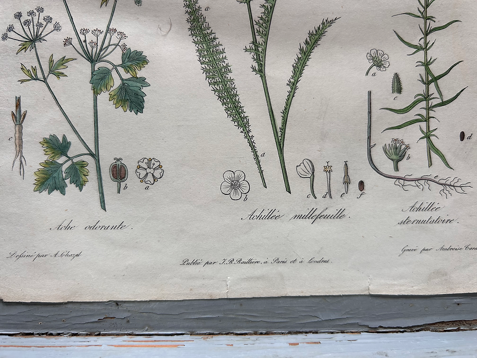 Miniature : Planches anciennes d’histoire naturelle – XIXe siècle présumé