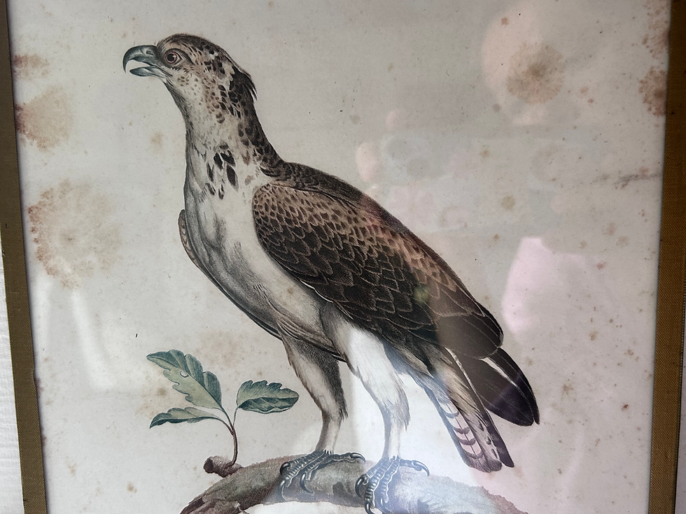 Miniatura: Gravures ornithologiques anciennes sous verre