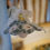 Thumbnail: Baladeuse fleurie