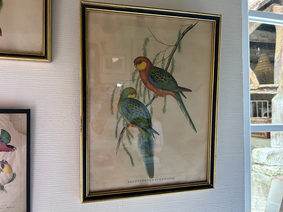 Miniatura: Gravures ornithologiques anciennes sous verre