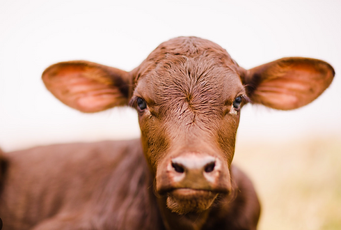 Screen Shot 2023-03-01 at 2.27.21 PM.png