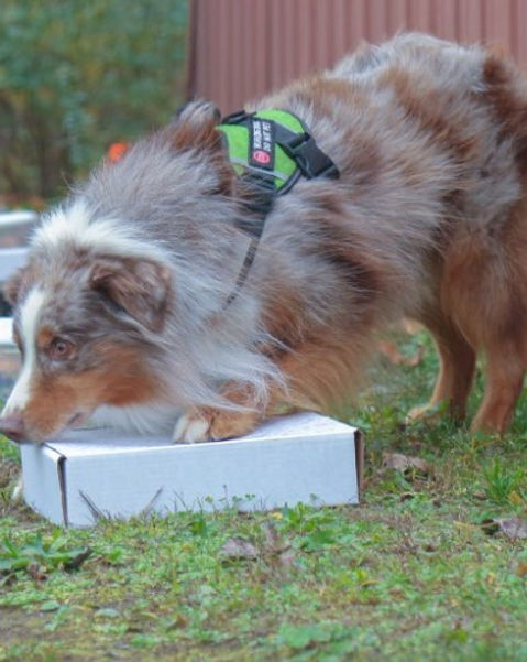 echo sniffing_edited.jpg