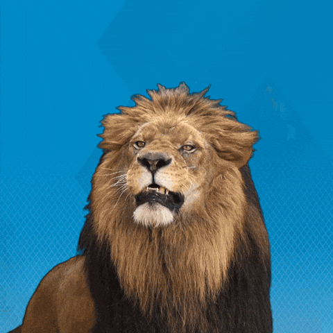 giphy - 2025-02-24T200341.512.gif