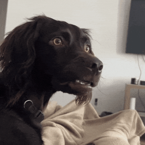 giphy (9).gif