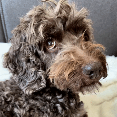 giphy (15).gif