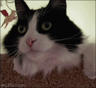 giphy (77).gif