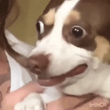 giphy (71).gif