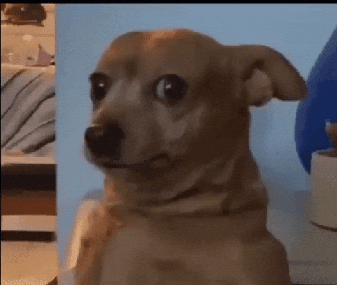 giphy (2).gif