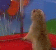 1Kqm.gif