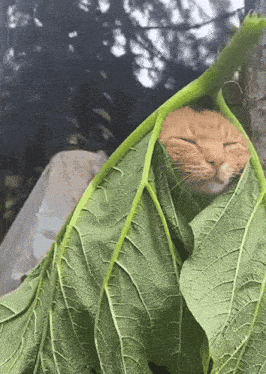 giphy (5).gif