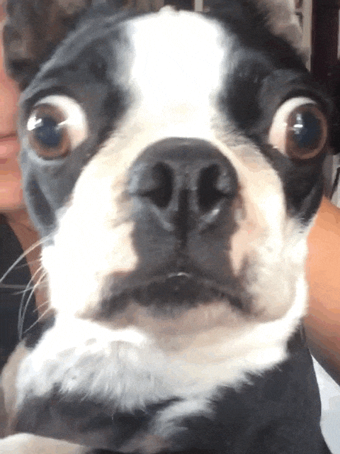 giphy (63).gif