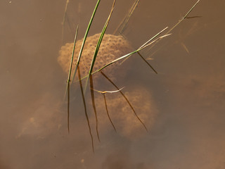 Frog spawn in muddy pond by Caroline Starzewski