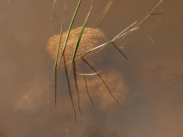 Frog spawn in muddy pond by Caroline Starzewski
