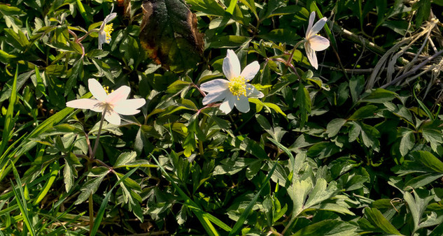 Wood anemonies by Caroline Starzewski