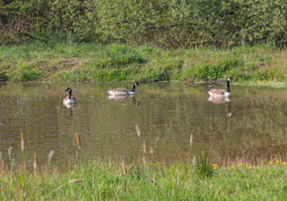 Geese 26 April by John Starzewski