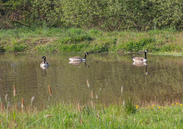Geese 26 April by John Starzewski