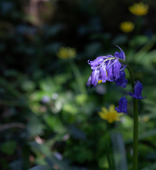 Bluebells in April by John Starzewski