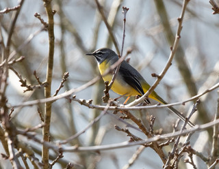 Grey Wagtail Male by John Starzewski
