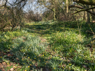 Carpet of Celadines by Caroline Starzewski
