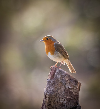 Robin on a stick by John Starzewski