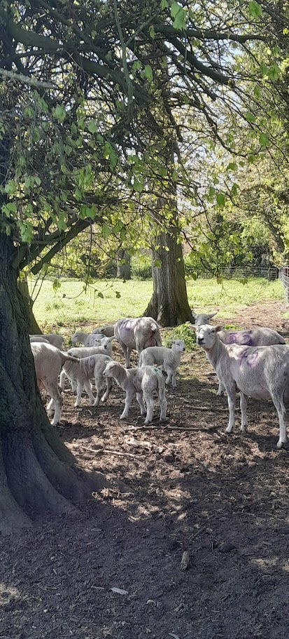 Easter 4; Good Shepherd Sunday.