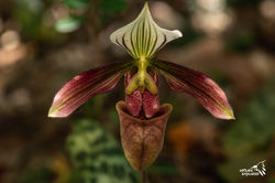 Paphiopedilum_purpuratum_紫紋兜蘭_004