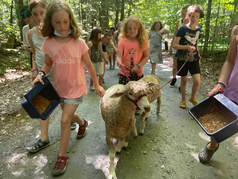 Campers engaging with the animals