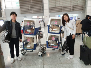 Byulgyo dog rescues are available for adoption!
