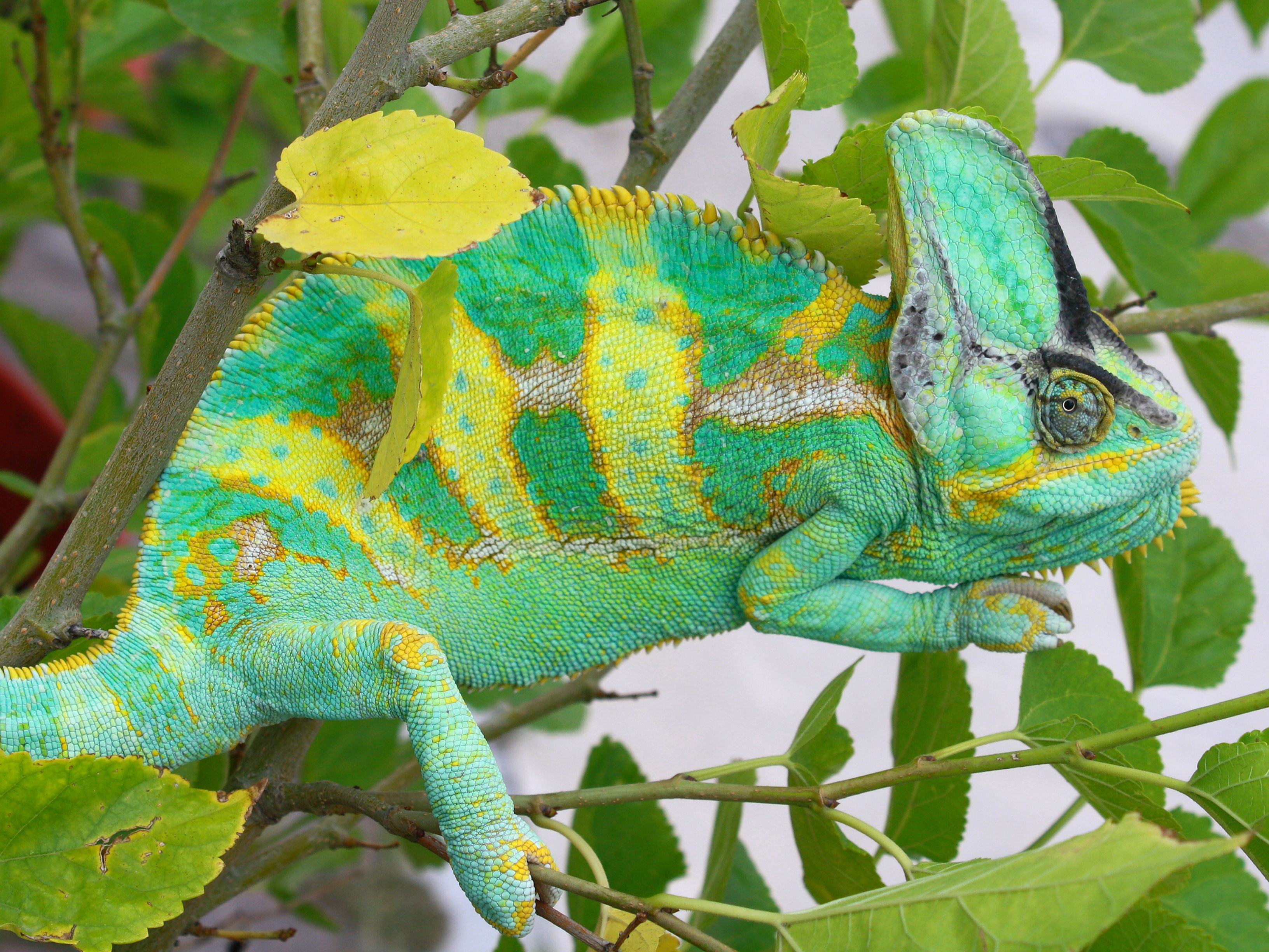 Nominal Crías 2-3 meses