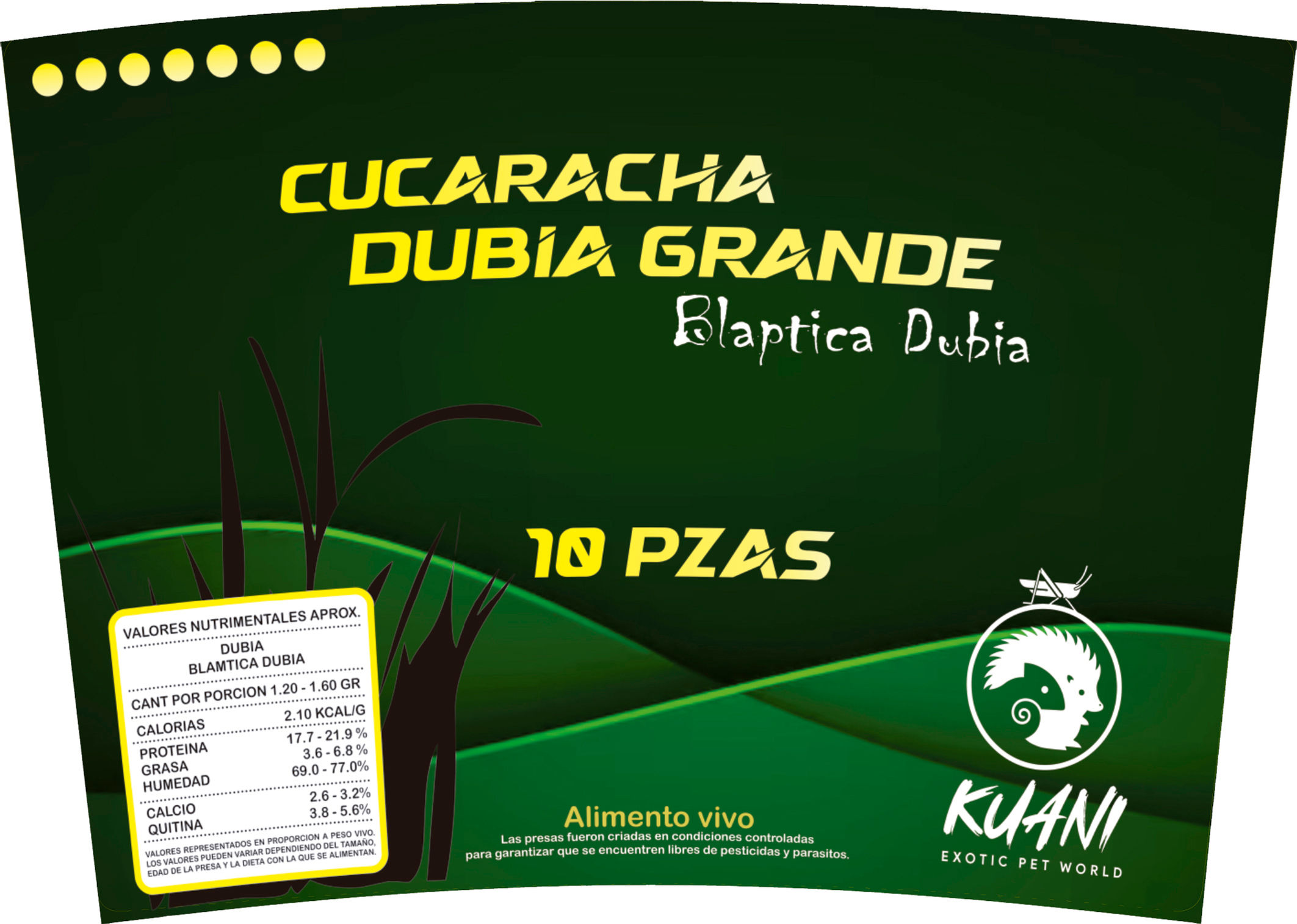 Cucaracha Dubia Grande 10 pzas