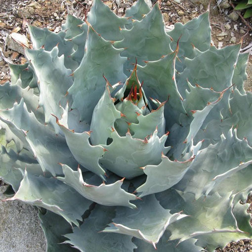 Maguey tobalá (Agave potatorum)