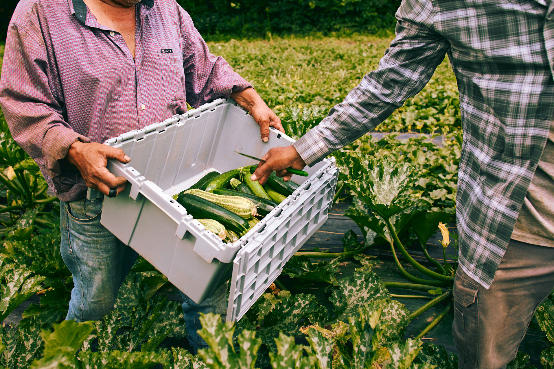 banque d'images, photoreportage, équiterre, environnement