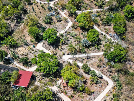 Voici un bon PLAN pour une demi journée à La Désirade : Visite du Jardin Botanique du Désert !