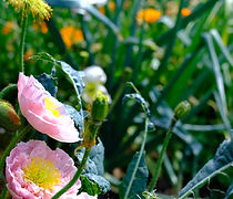 DSCF1841.JPG