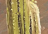 Desert Moons Embrace - Close Up.webp