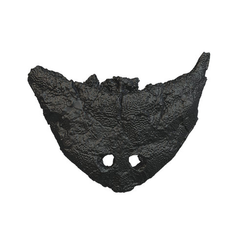 Diplocaulus Skull | WMNH