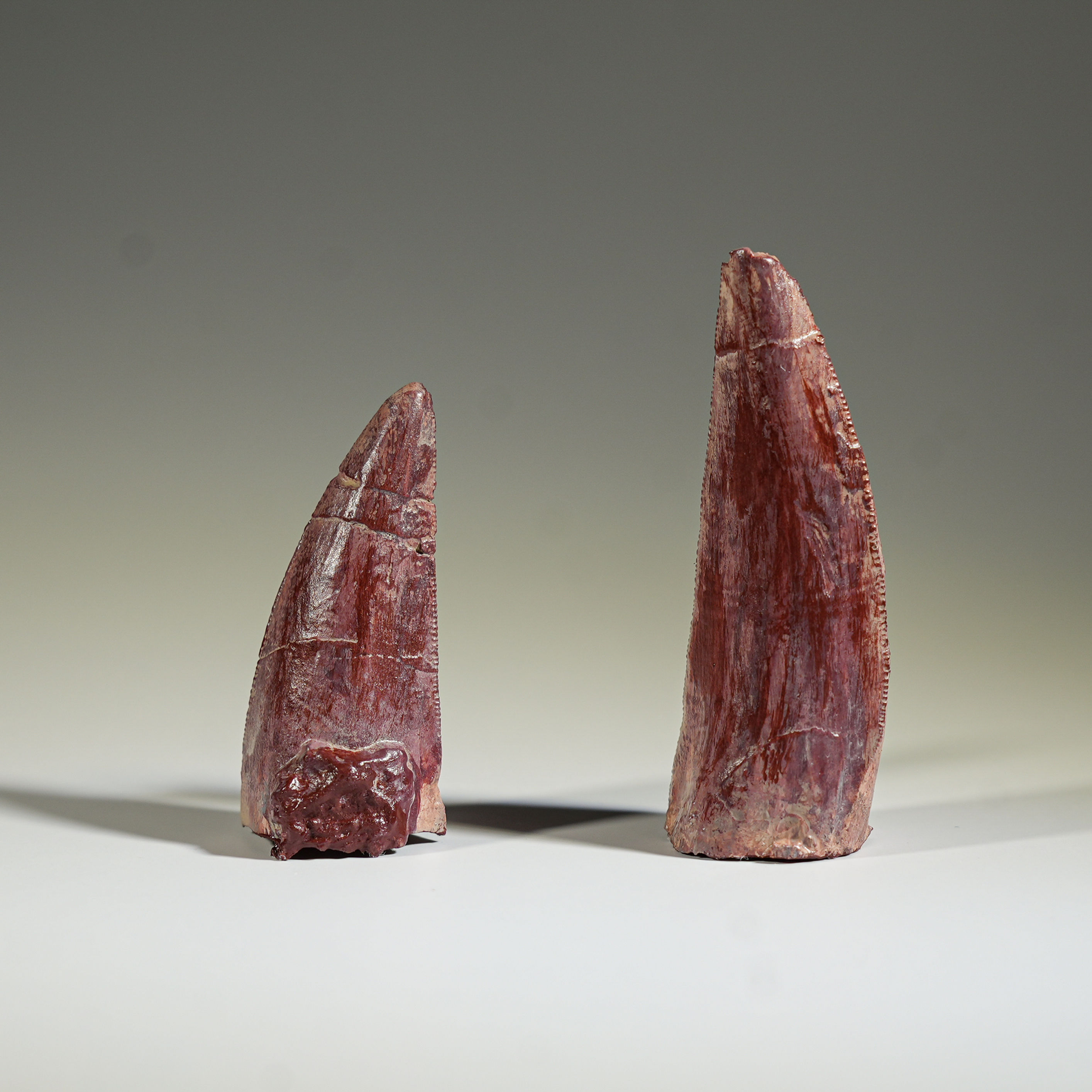 Dimetrodon Tooth Cast