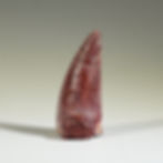 Thumbnail: Dimetrodon Tooth Value Pack