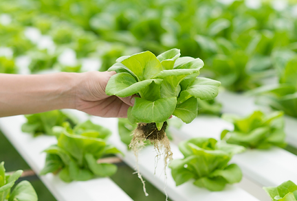 hydroponics.png