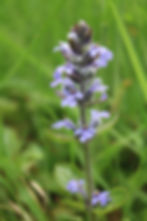 Bugle - may also be white