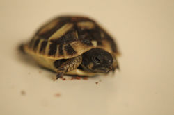 Tortue d'harmann