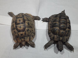 Tortues Grecques
