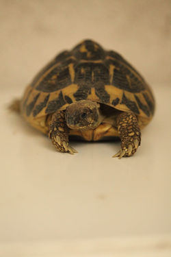 Tortues d'Hermann