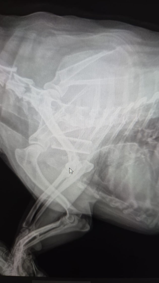 Two-month radiographic check after Flaco's tracheal stent placement