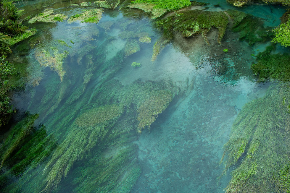 Blue Springs, fonte d'acqua della Nuova Zelanda