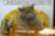 This is an image of a cat playing poker.